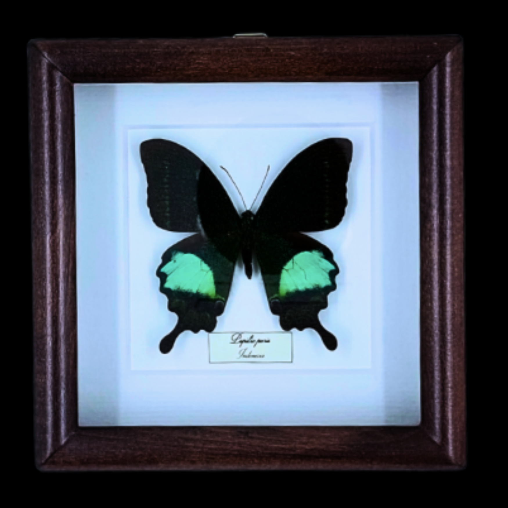 Emerald Swallowtail Splendor: Papilio paris in Frame, Indonesia - preview photo 1123