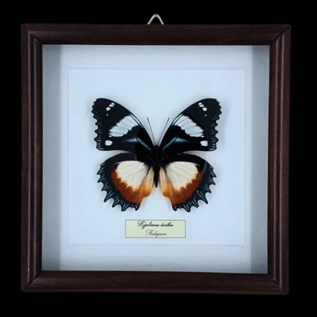 Velvet Jewel of Madagascar: Hypolimnas dexithea in Frame