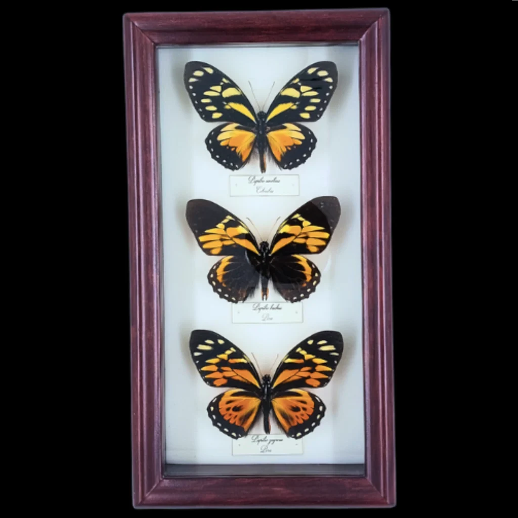 Collection of Papilio butterflies in Frame