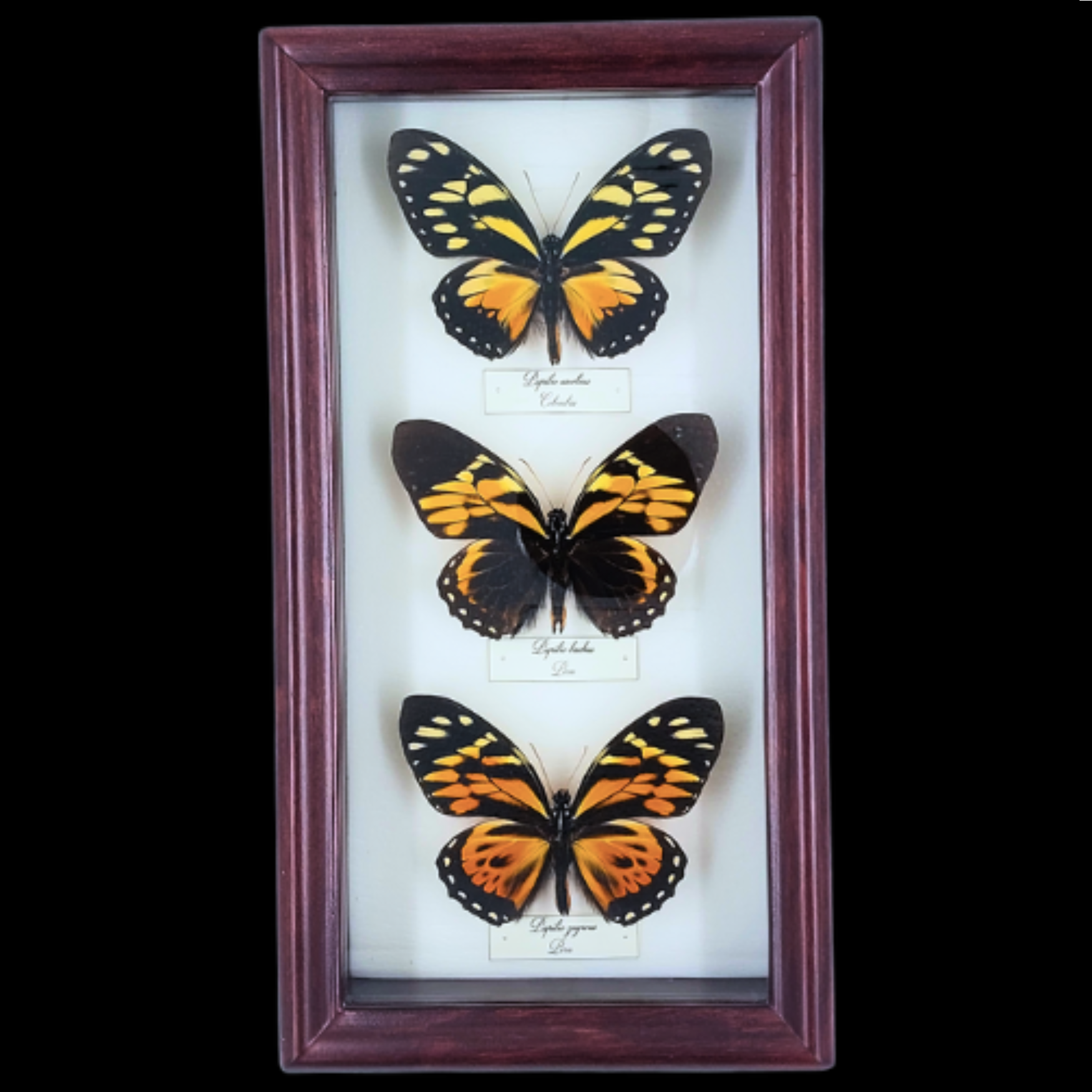 Collection of Papilio butterflies in Frame - preview photo 1123