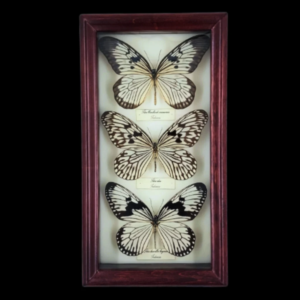 Collection of Idea butterflies in Frame