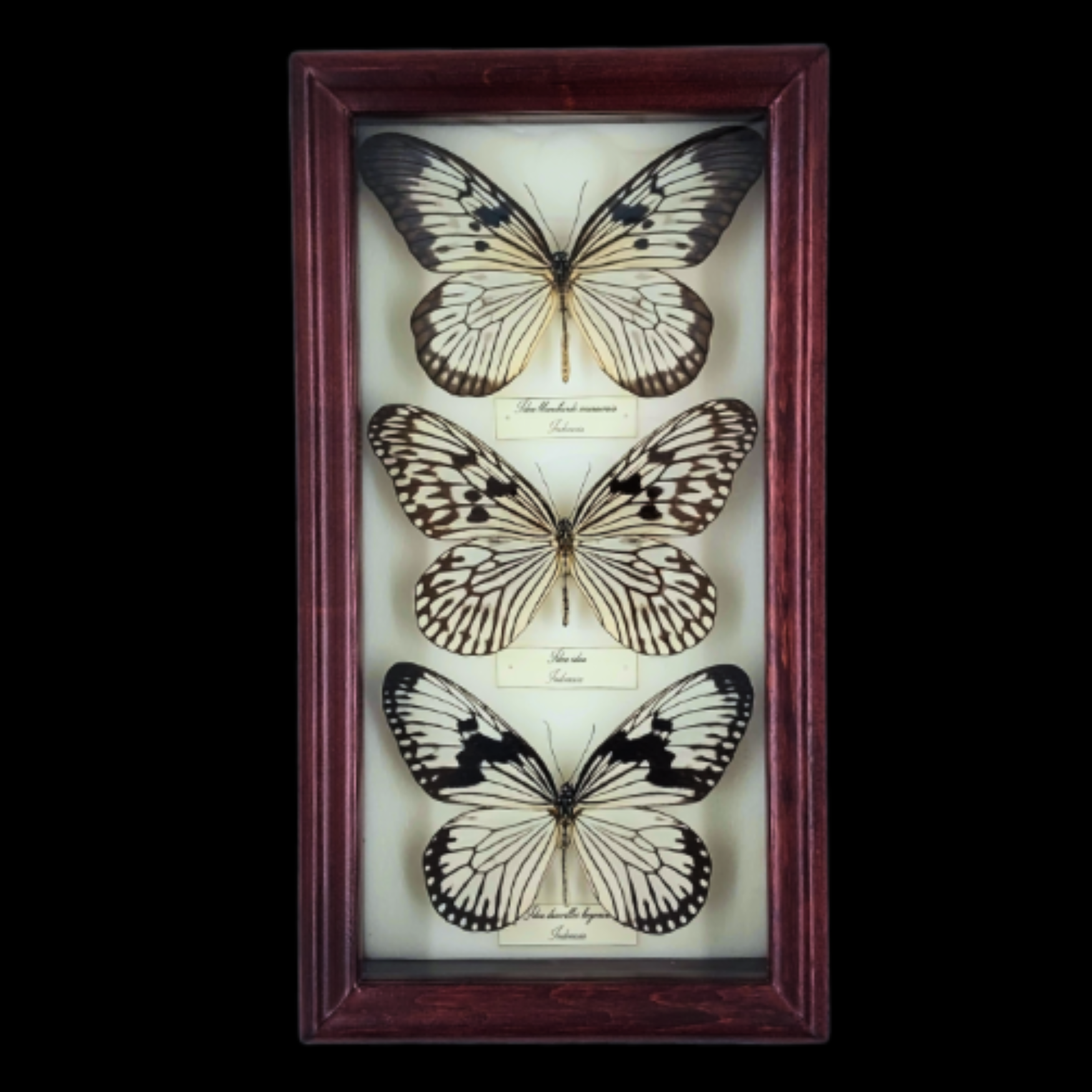 Collection of Idea butterflies in Frame - preview photo 1123