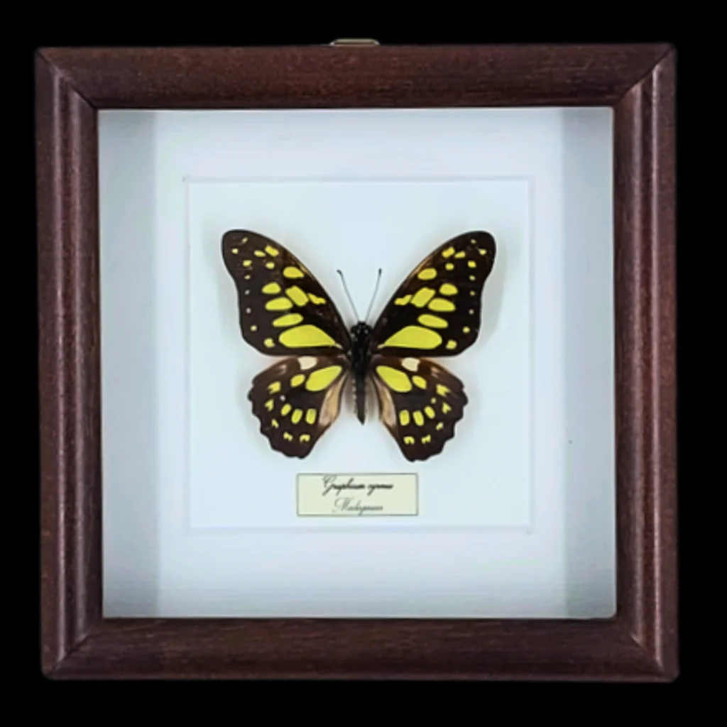 Graceful Flight of the Tropics: Graphium cyrnus in Frame, Indonesia