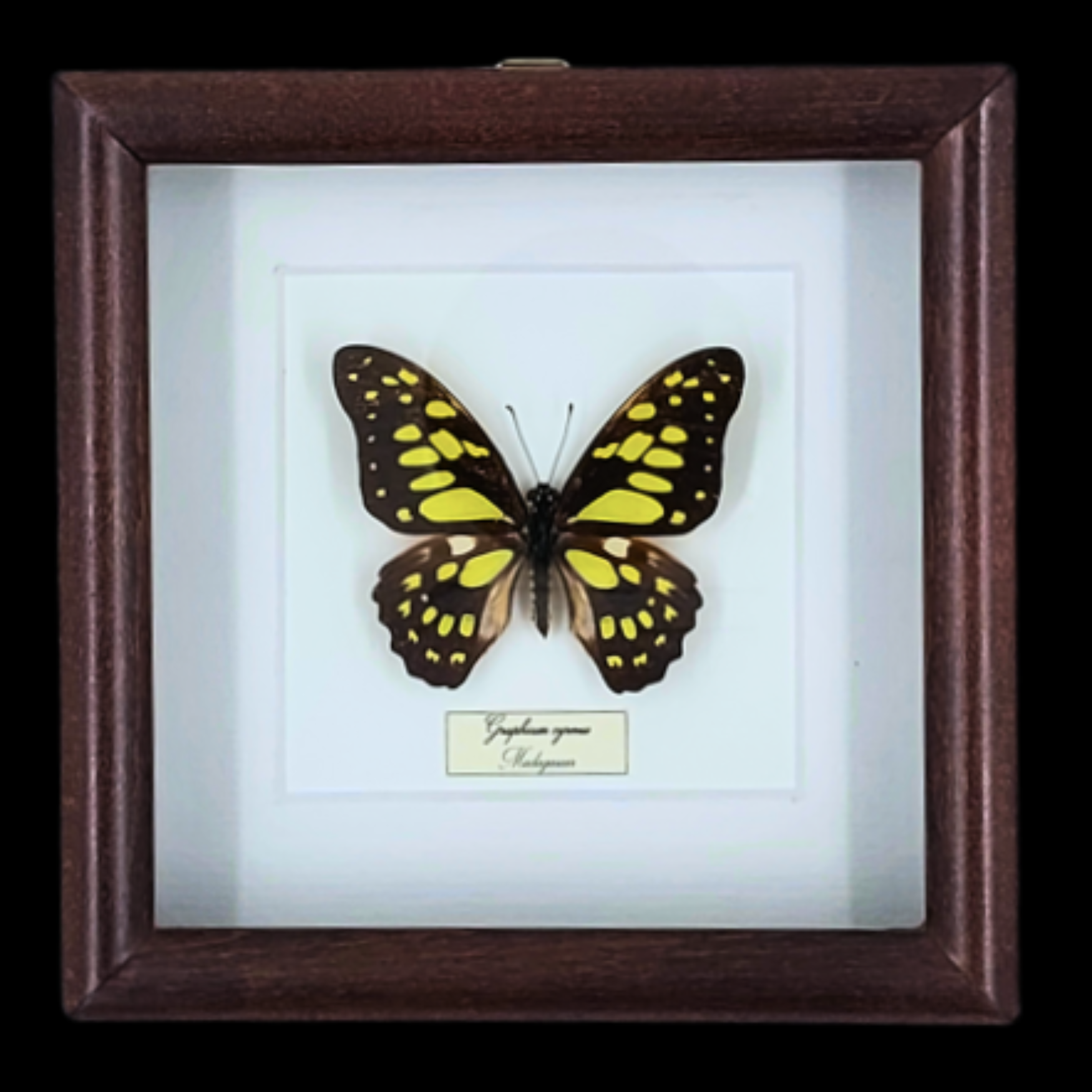 Graceful Flight of the Tropics: Graphium cyrnus in Frame, Indonesia - preview photo 1123