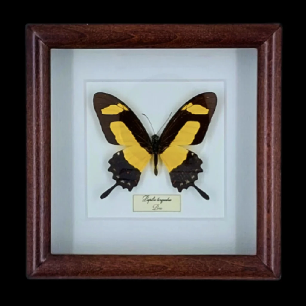 Giant Swallowtail of the Andes: Papilio torquatus in Frame, Peru
