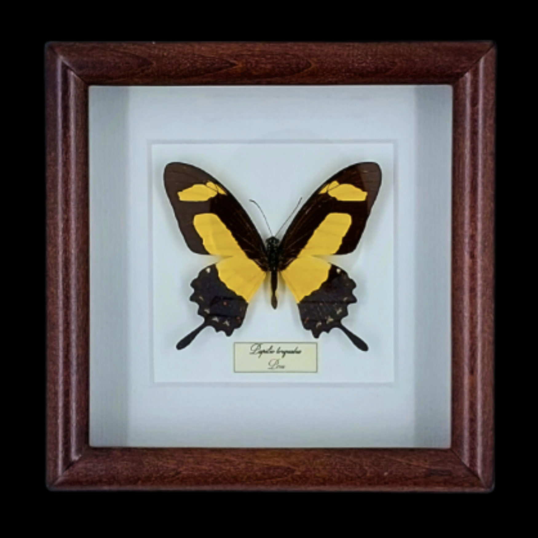 Giant Swallowtail of the Andes: Papilio torquatus in Frame, Peru - preview photo 1123