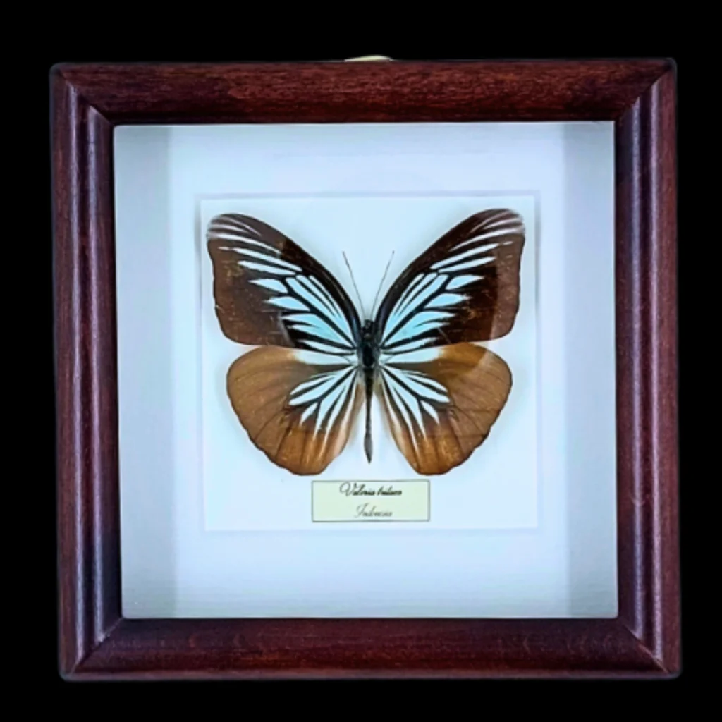 Amazonian Elegance: Valeria tritaea in Frame, Peru