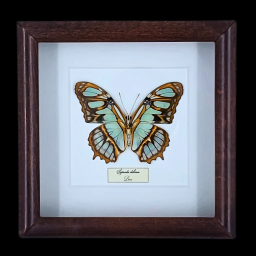 Malachite Wing Beauty: Siproeta stelenes in Frame, Peru