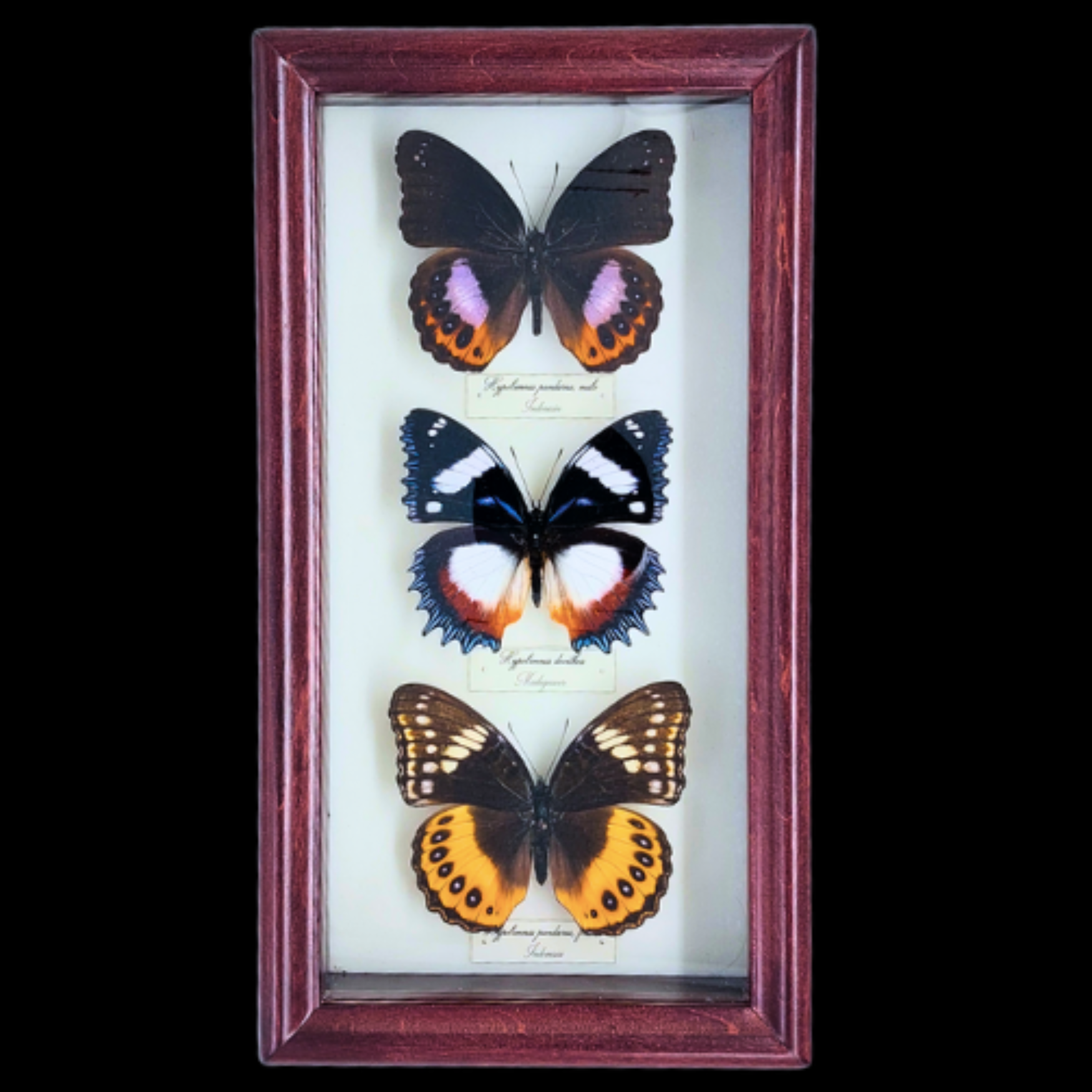 Collection of Hypolimnas butterflies in Frame - preview photo 1123