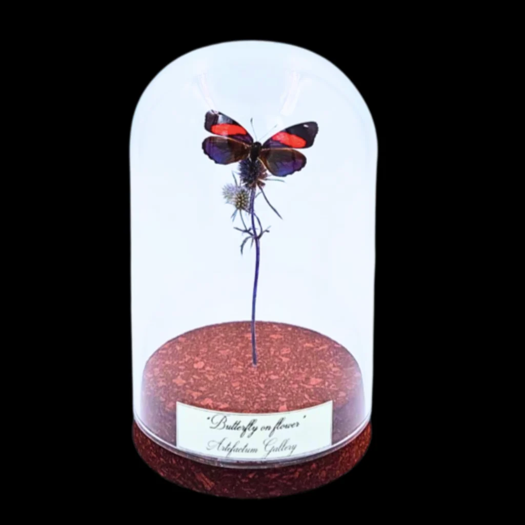 Lycaenidae sp. on dried bloom in Glass cloche, Europe