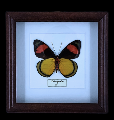 Masterpiece of Amazonian Mimicry: Batesia hypochlora in Frame, Peru