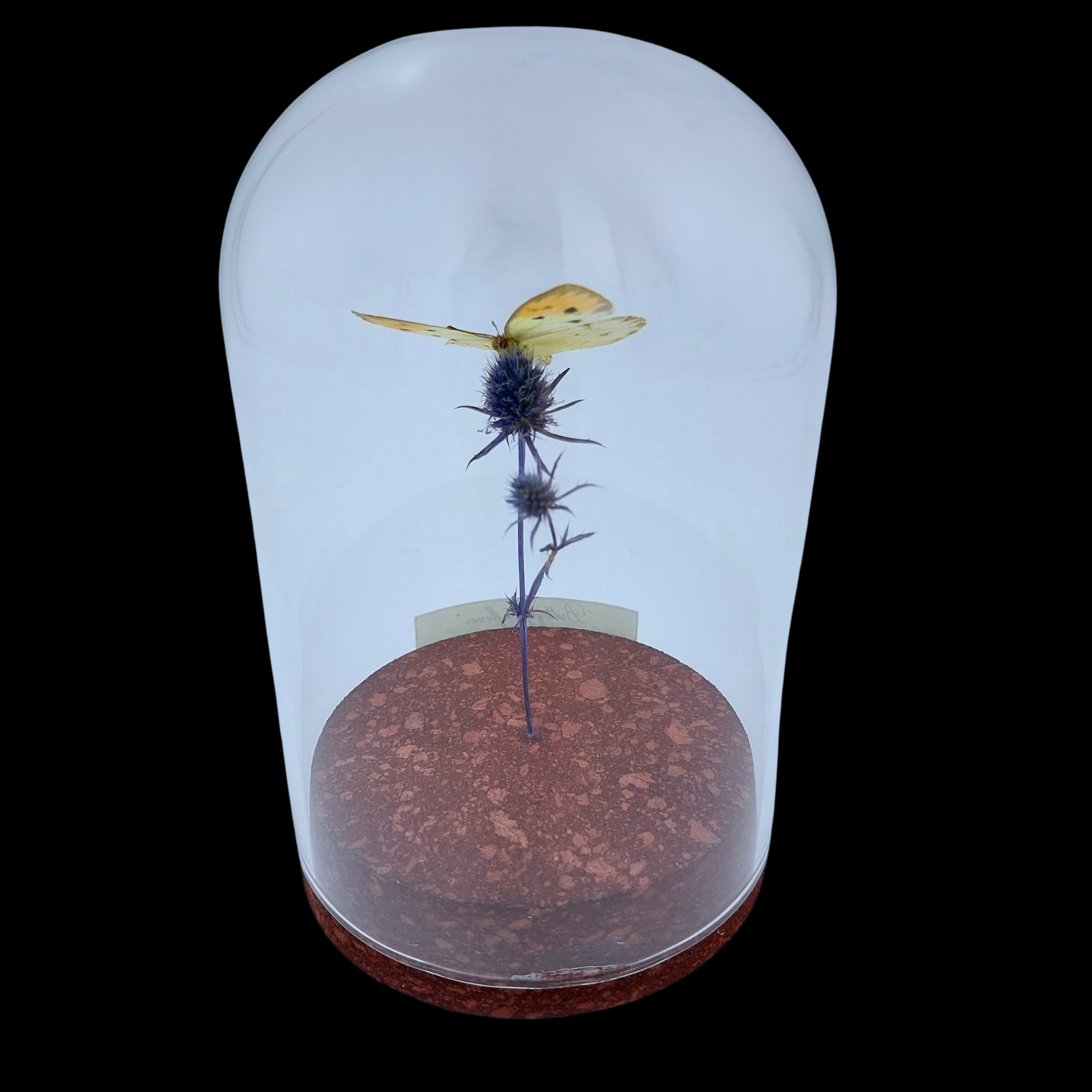 Colotis auxo Female on dried bloom in Glass cloche, South Africa - preview photo 2123