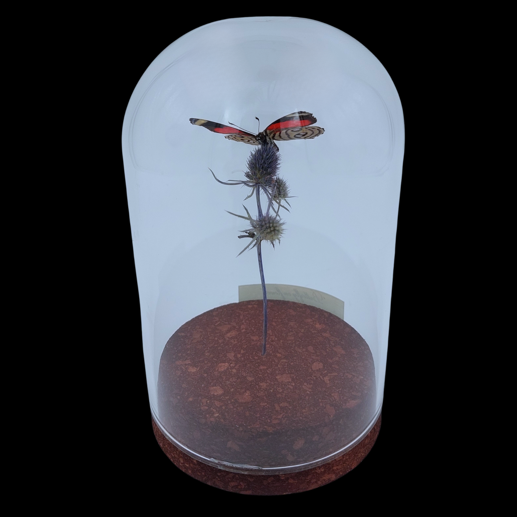 Lycaenidae sp. on dried bloom in Glass cloche, Europe - preview photo 2123