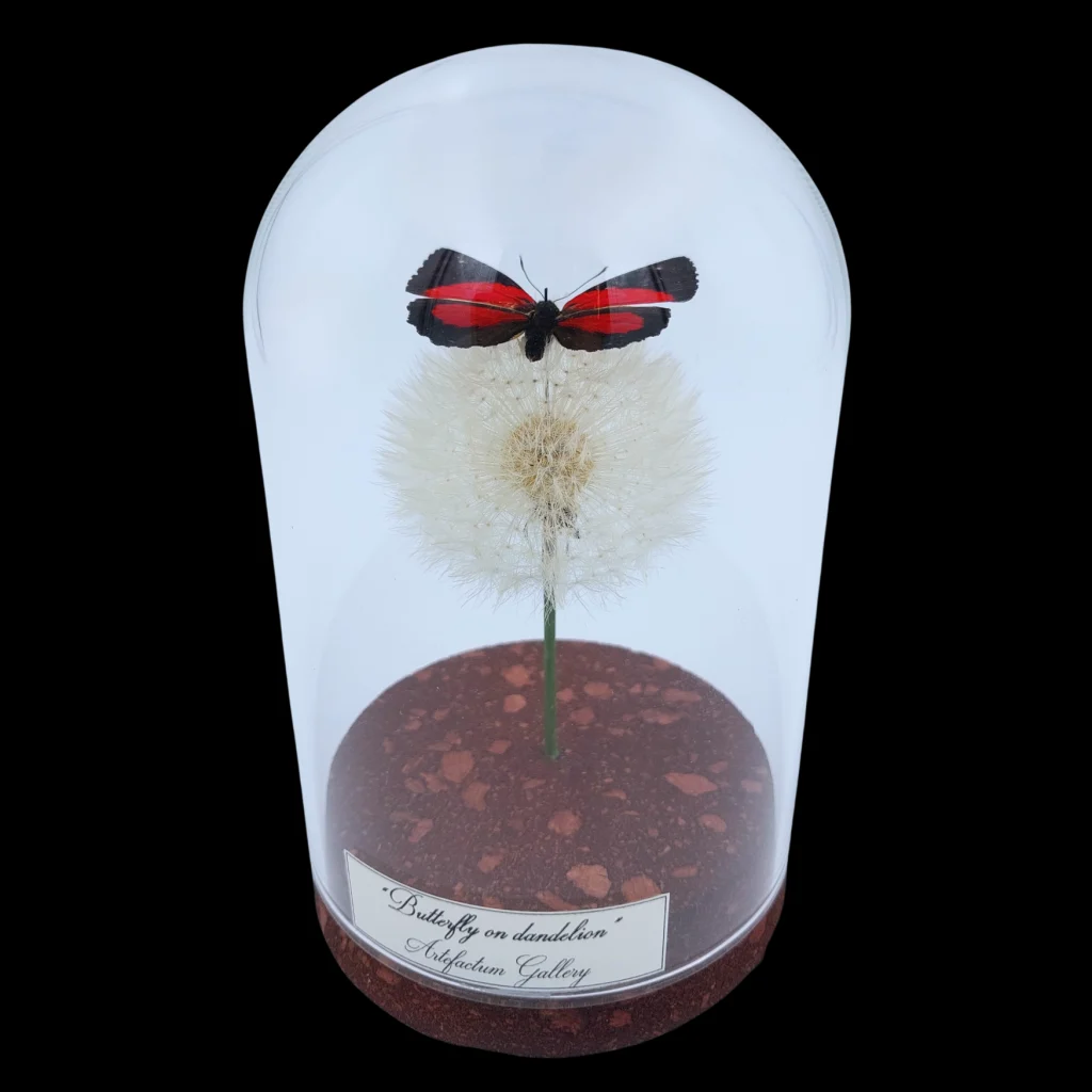 Callicore peristera male on dendlion in Glass cloche, Peru
