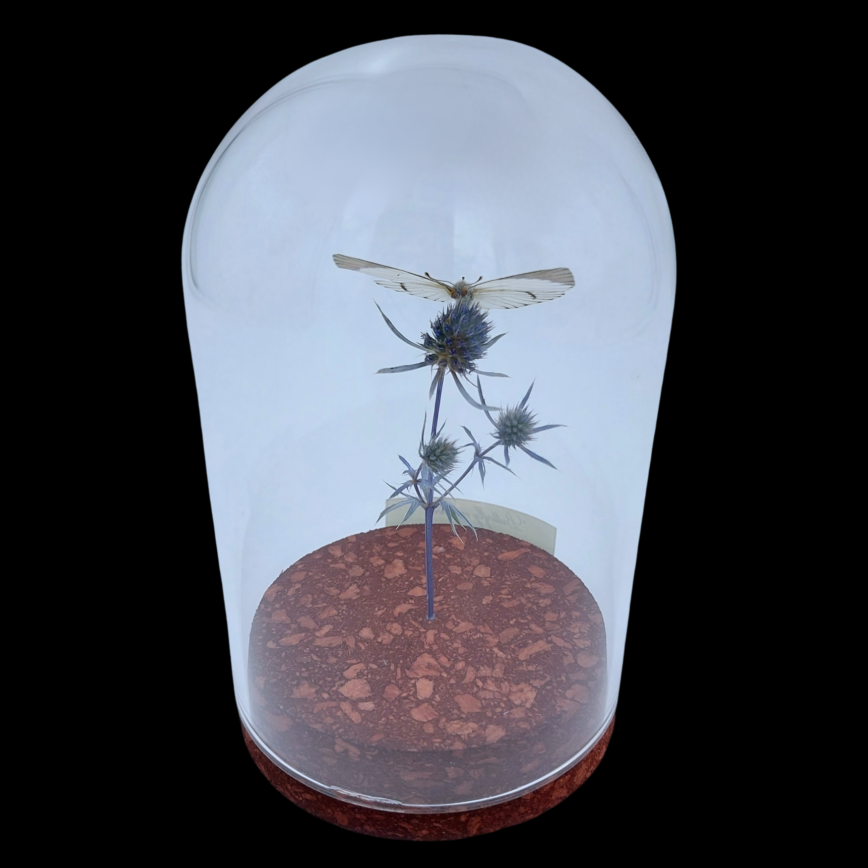Colotis regina on dried bloom in Glass cloche, South African Republic - preview photo 2123