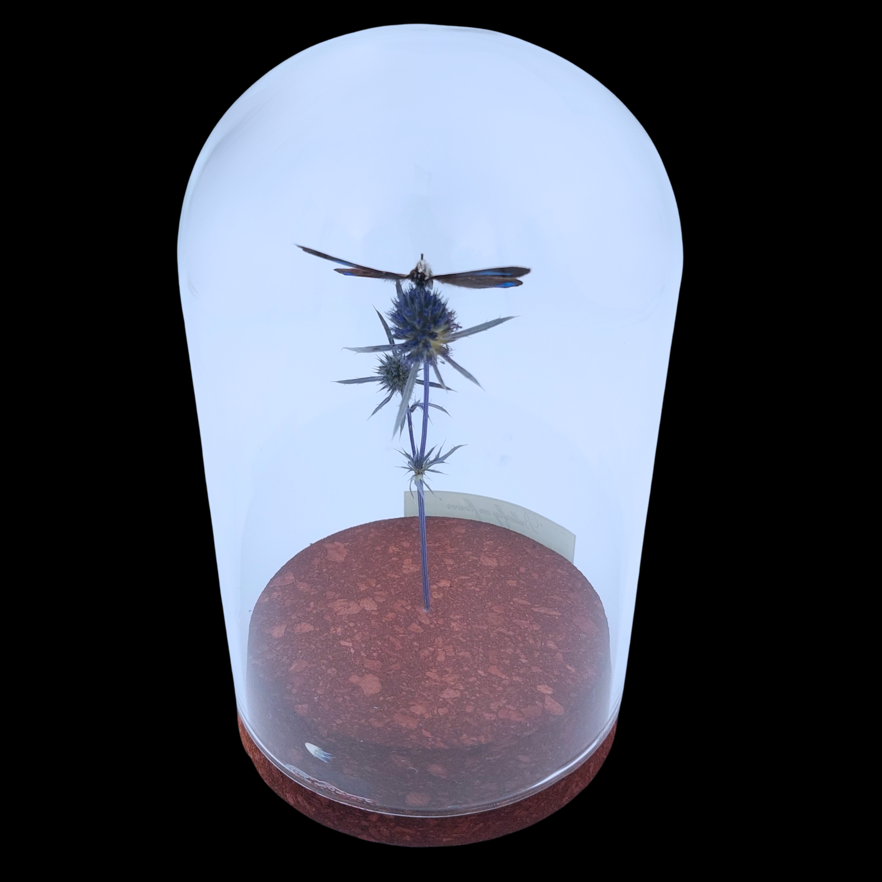 Diaethria clymena on dried bloom in Glass cloche, Peru - preview photo 2123