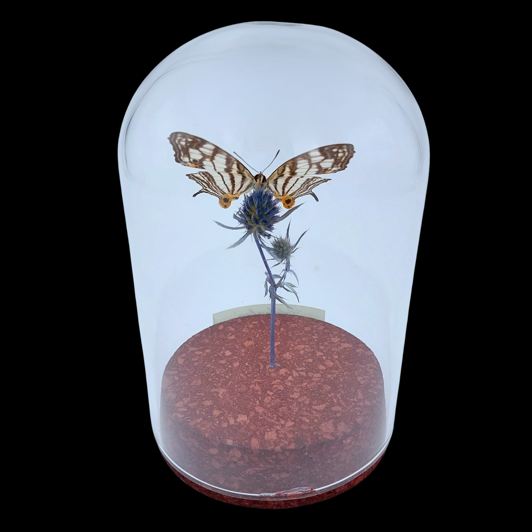 Cyrestis maenalis on dried bloom in Glass cloche, Philippines - preview photo 2123