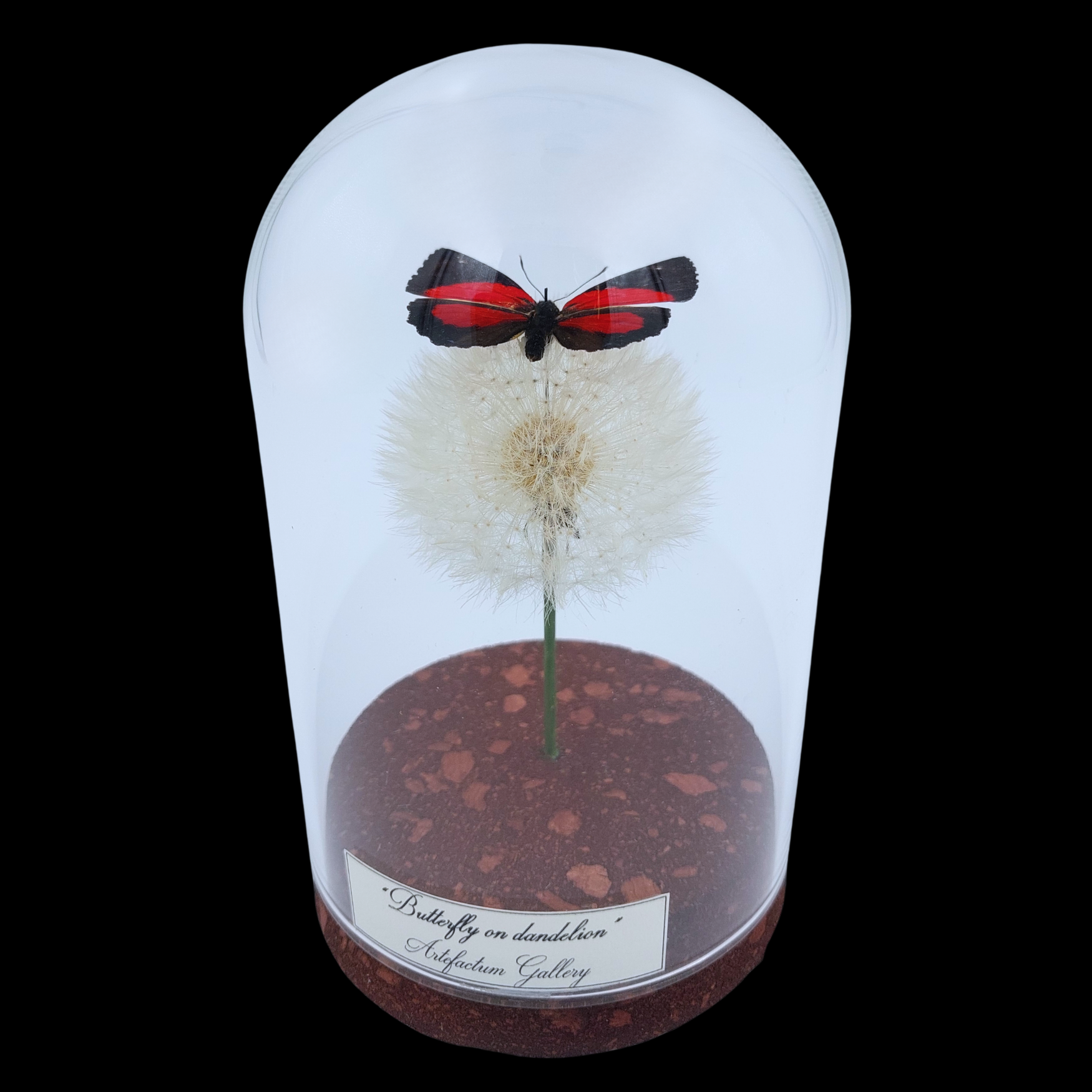 Callicore peristera male on dendlion in Glass cloche, Peru - preview photo 1123