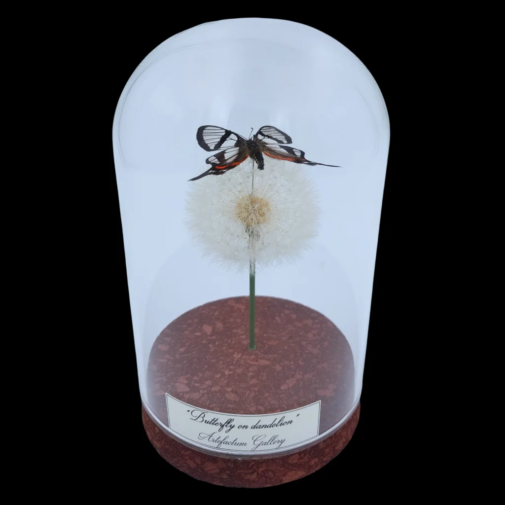 Chorinea sylphina on dried bloom in Glass cloche, Peru