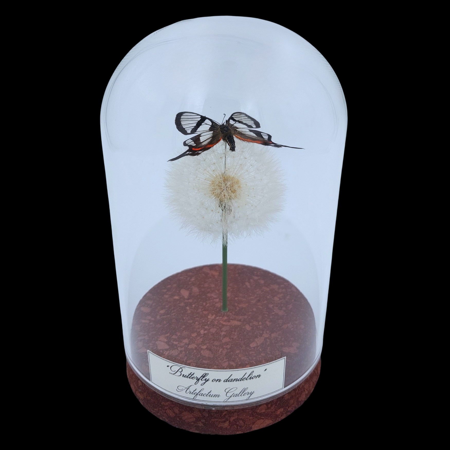 Chorinea sylphina 12 cm Chorinea sylphina on dried bloom in Glass cloche, Peru123