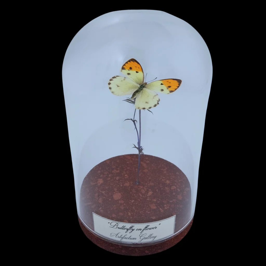 Colotis auxo Female on dried bloom in Glass cloche, South Africa