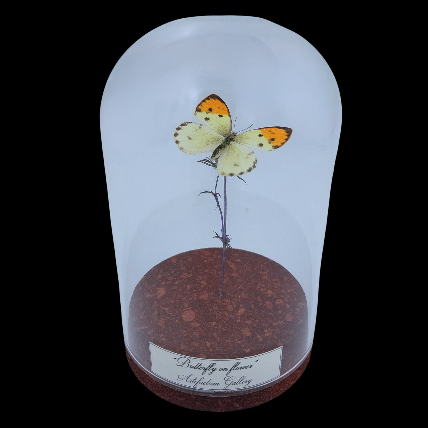 Colotis auxo Female on dried bloom in Glass cloche, South Africa - preview photo 1123