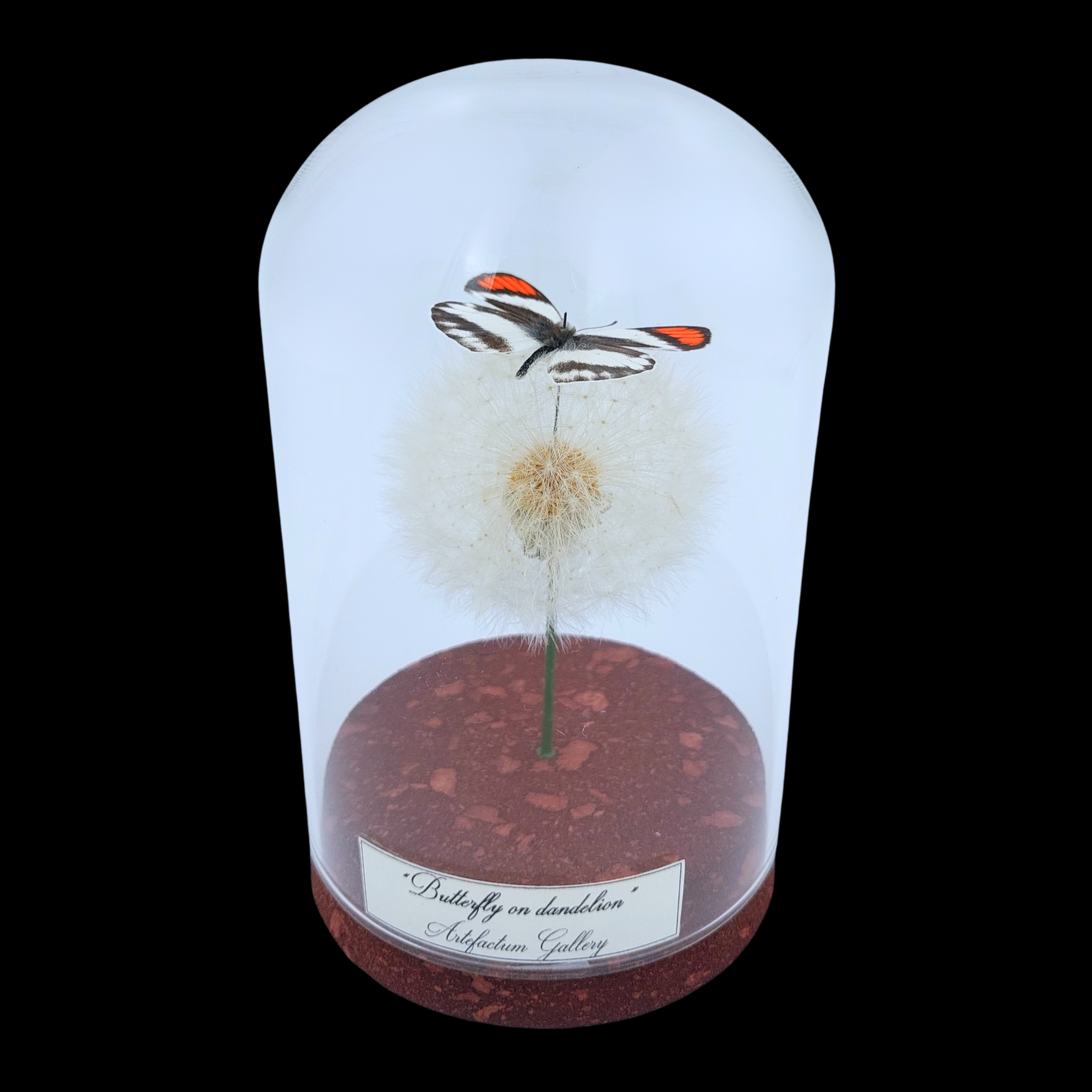 Colotis euippe on dendlion in Glass cloche, South Africa - preview photo 1123