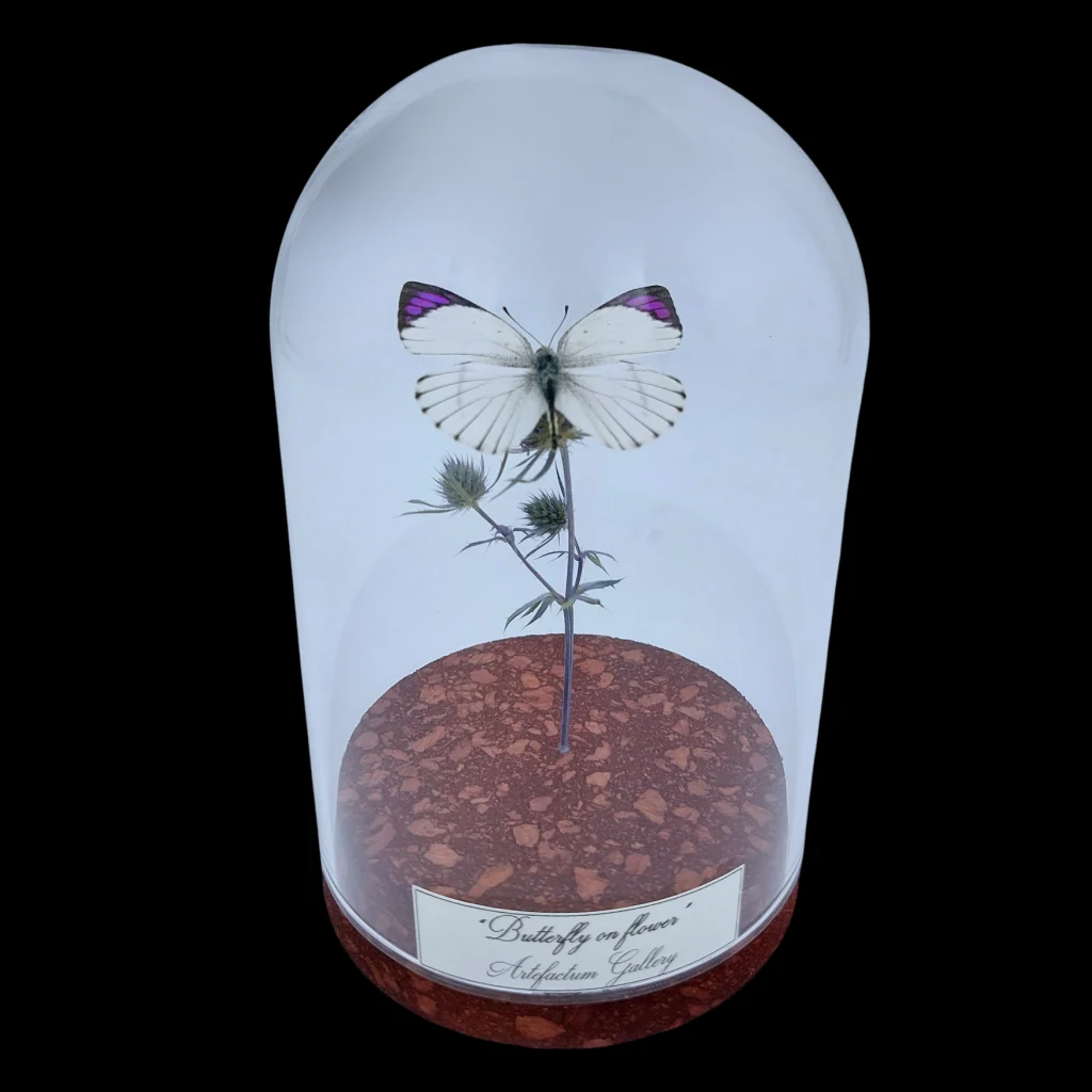 Colotis regina on dried bloom in Glass cloche, South African Republic