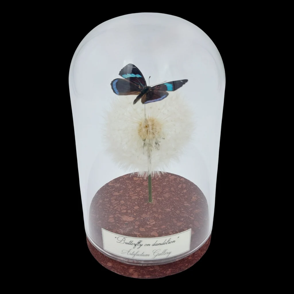 Diaethria sp. on dendlion in Glass cloche, Peru