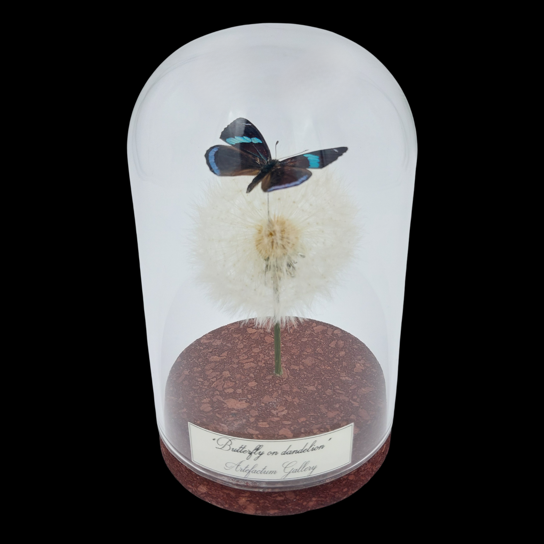Diaethria sp. on dendlion in Glass cloche, Peru - preview photo 1123