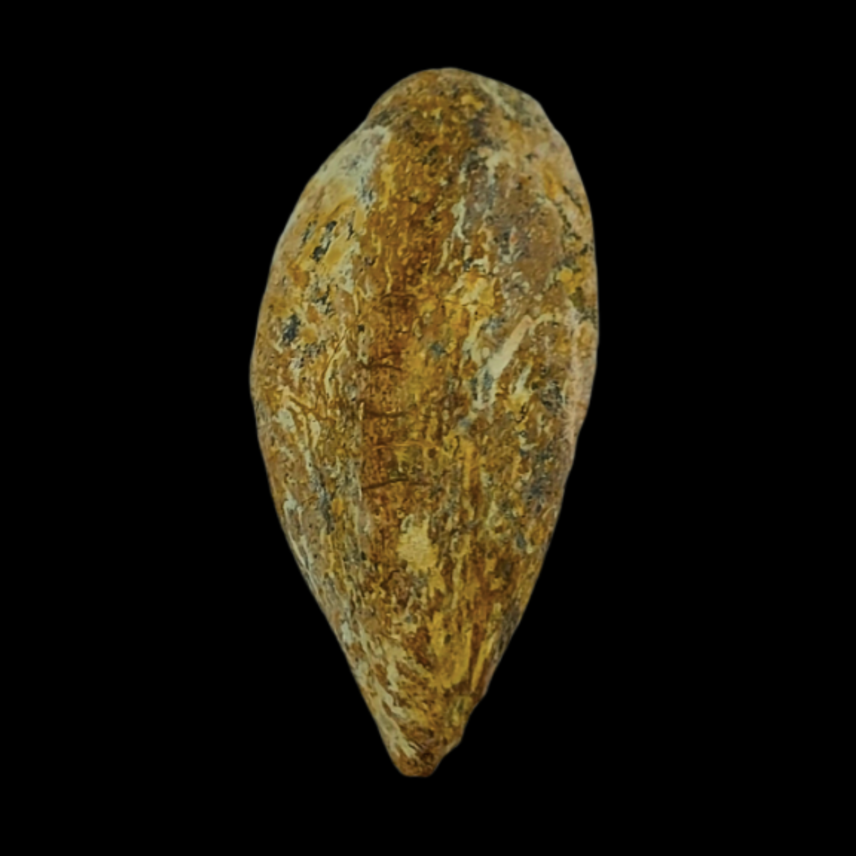Fossilized Mosasaur Tooth in Natural Matrix - preview photo 3123