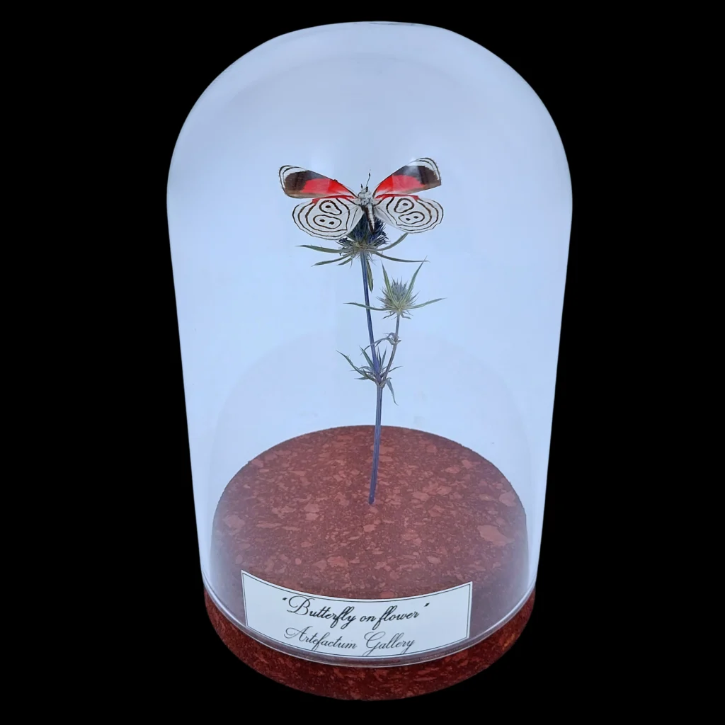 Diaethria clymena on dried bloom in Glass cloche, Peru