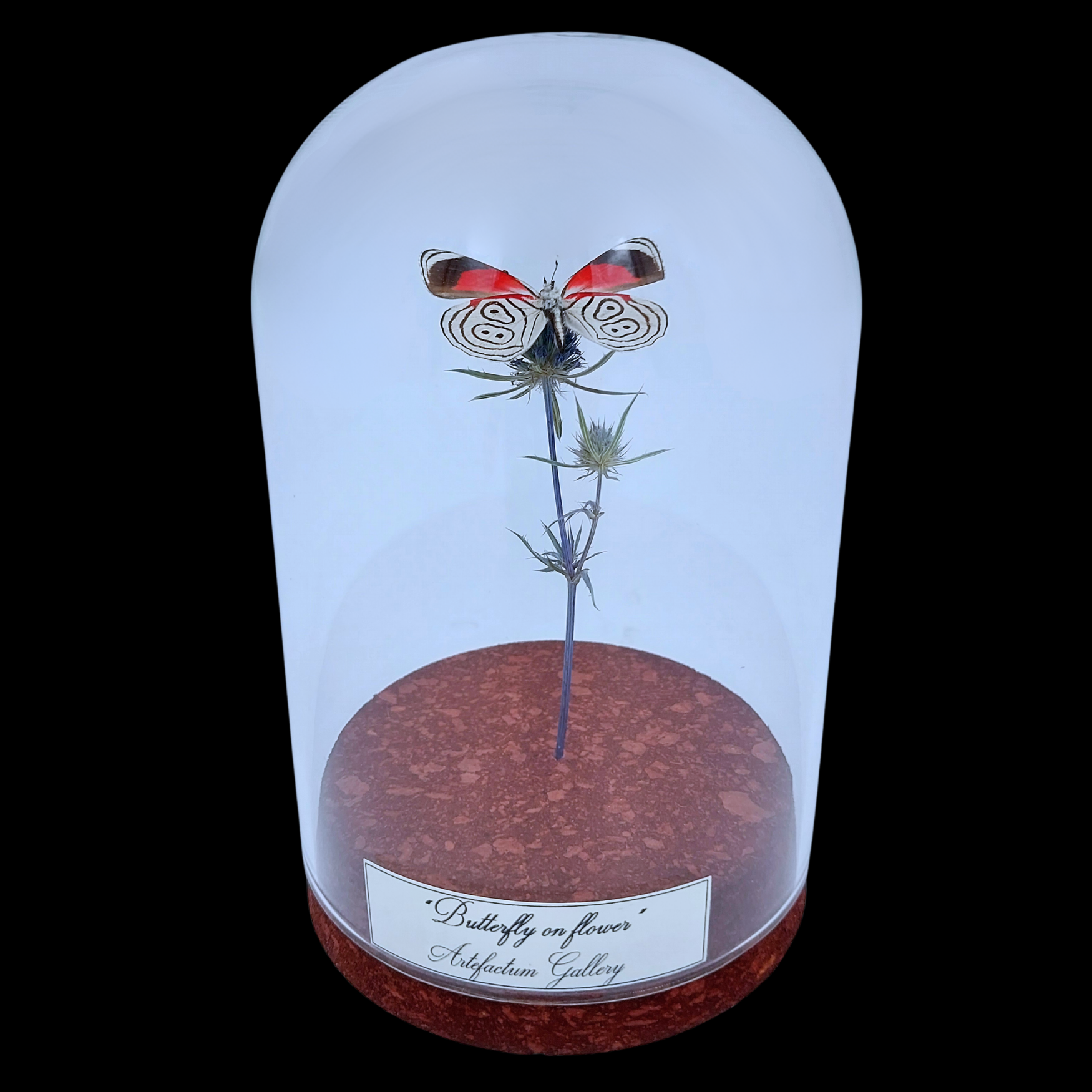 Diaethria clymena on dried bloom in Glass cloche, Peru - preview photo 1123