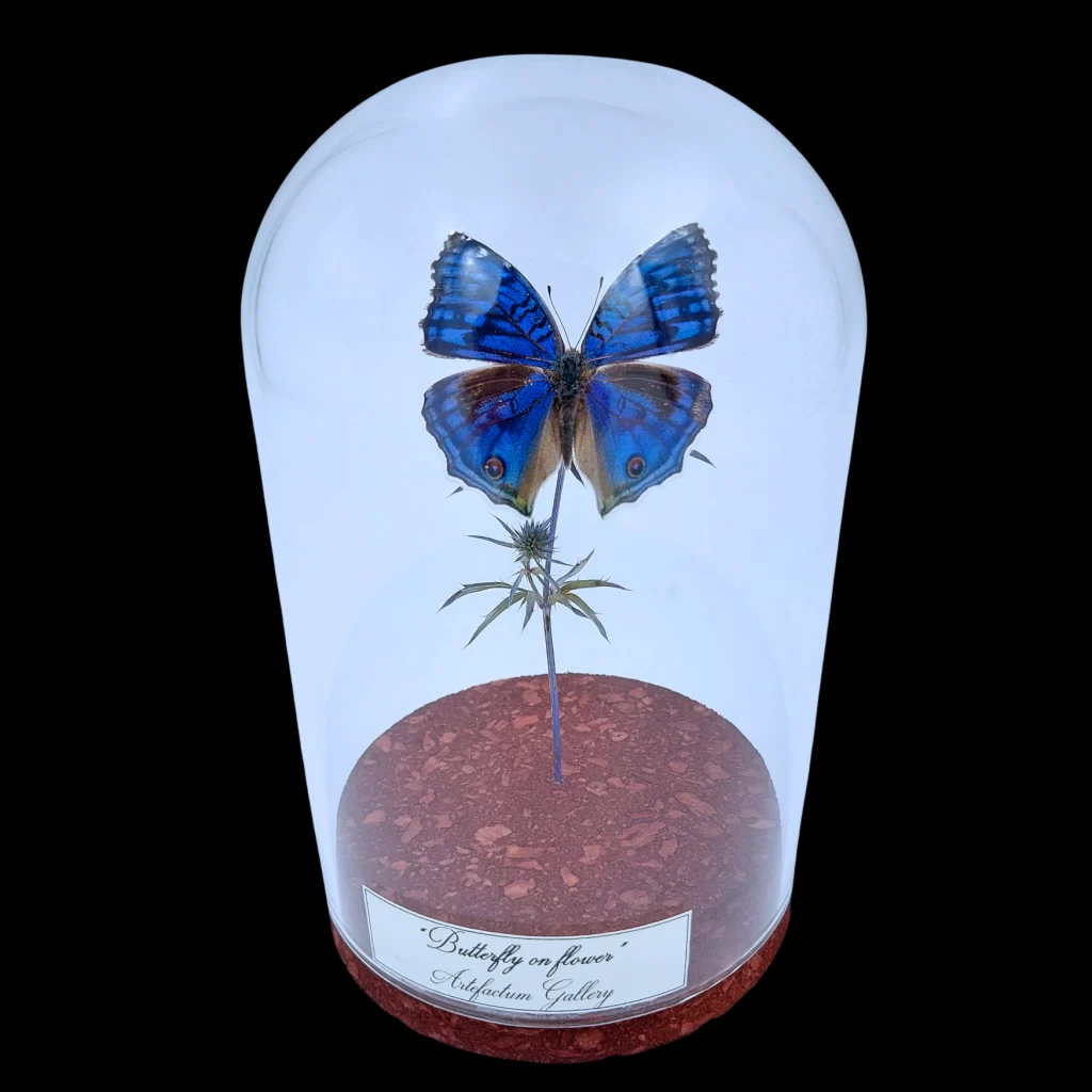 Junonia rhadama on dried bloom in Glass Cloche