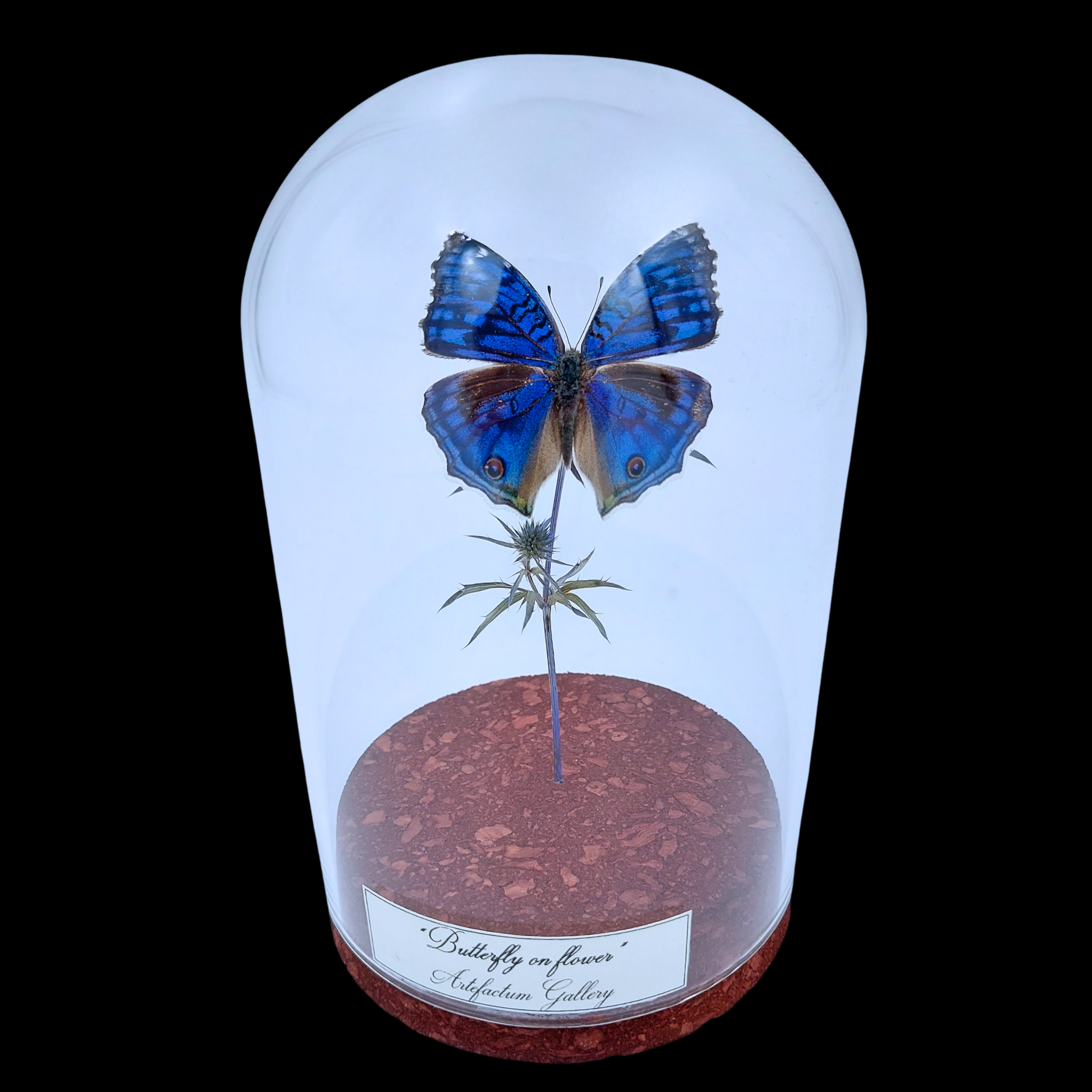 Junonia rhadama on dried bloom in Glass Cloche - preview photo 1123