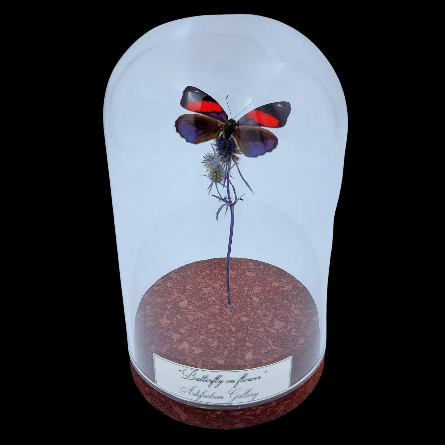 Lycaenidae sp. on dried bloom in Glass cloche, Europe - preview photo 1123