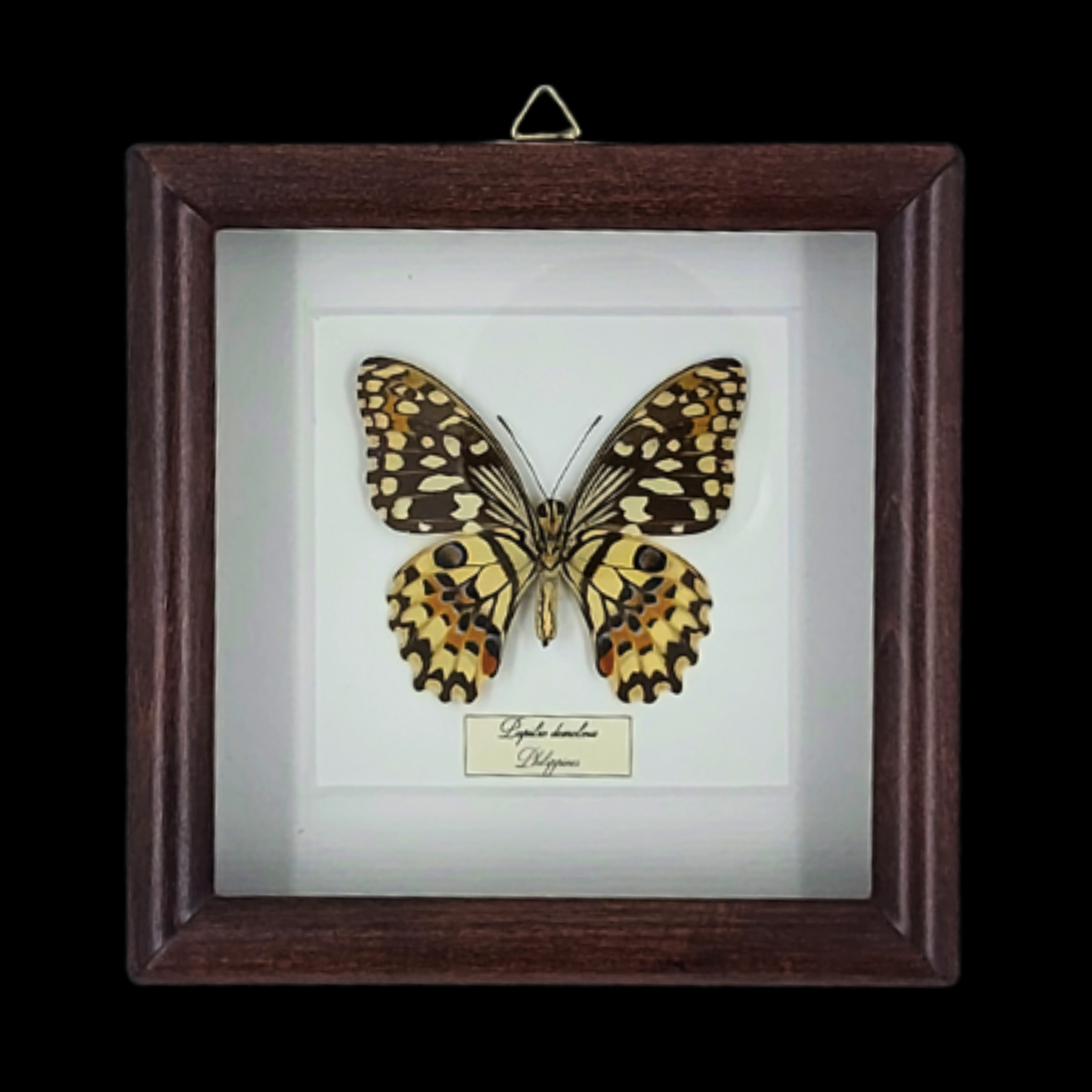 Lime Swallowtail: Papilio demoleus in Frame, Indonesia - preview photo 1123