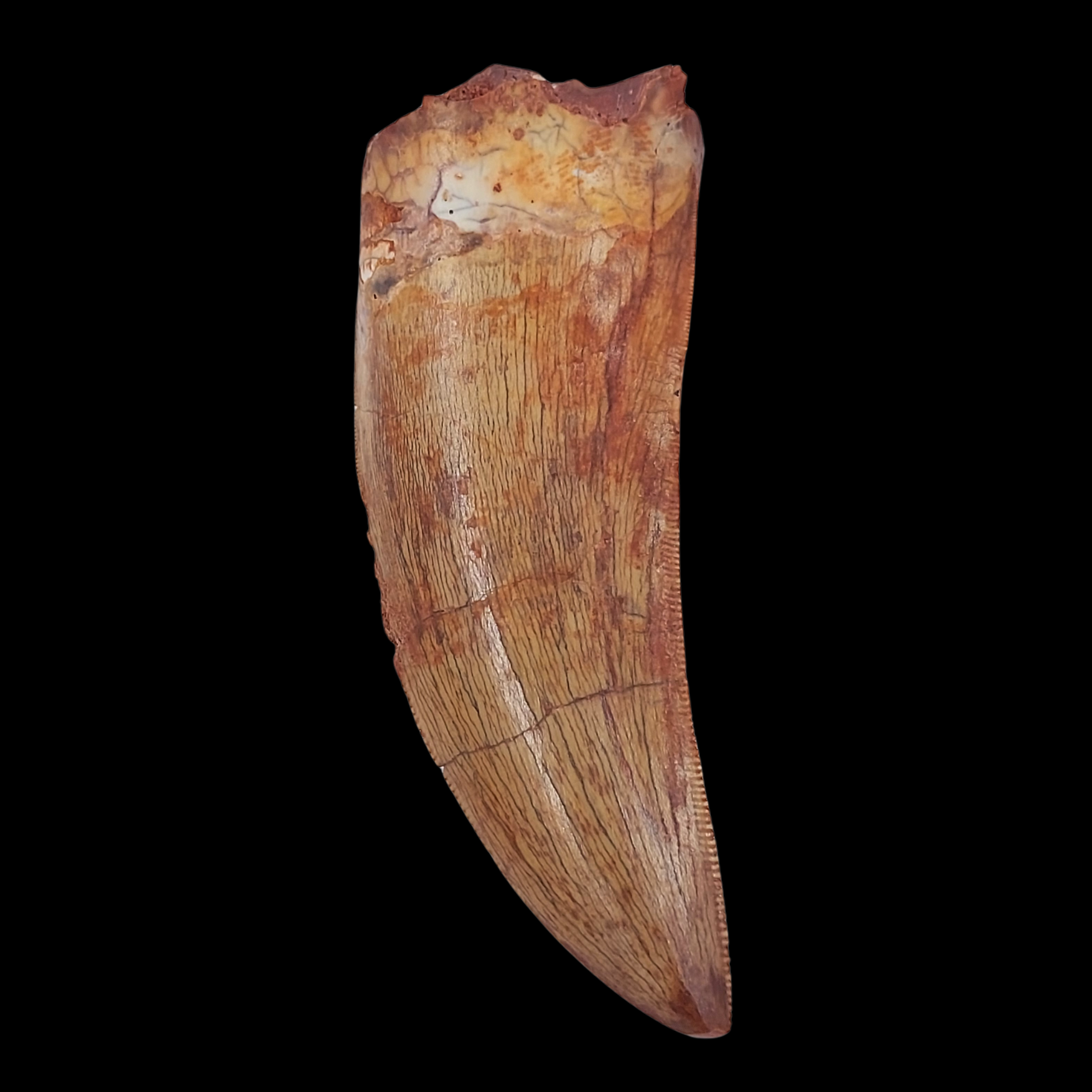 Fossilized Spinosaurus Tooth - preview photo 1123
