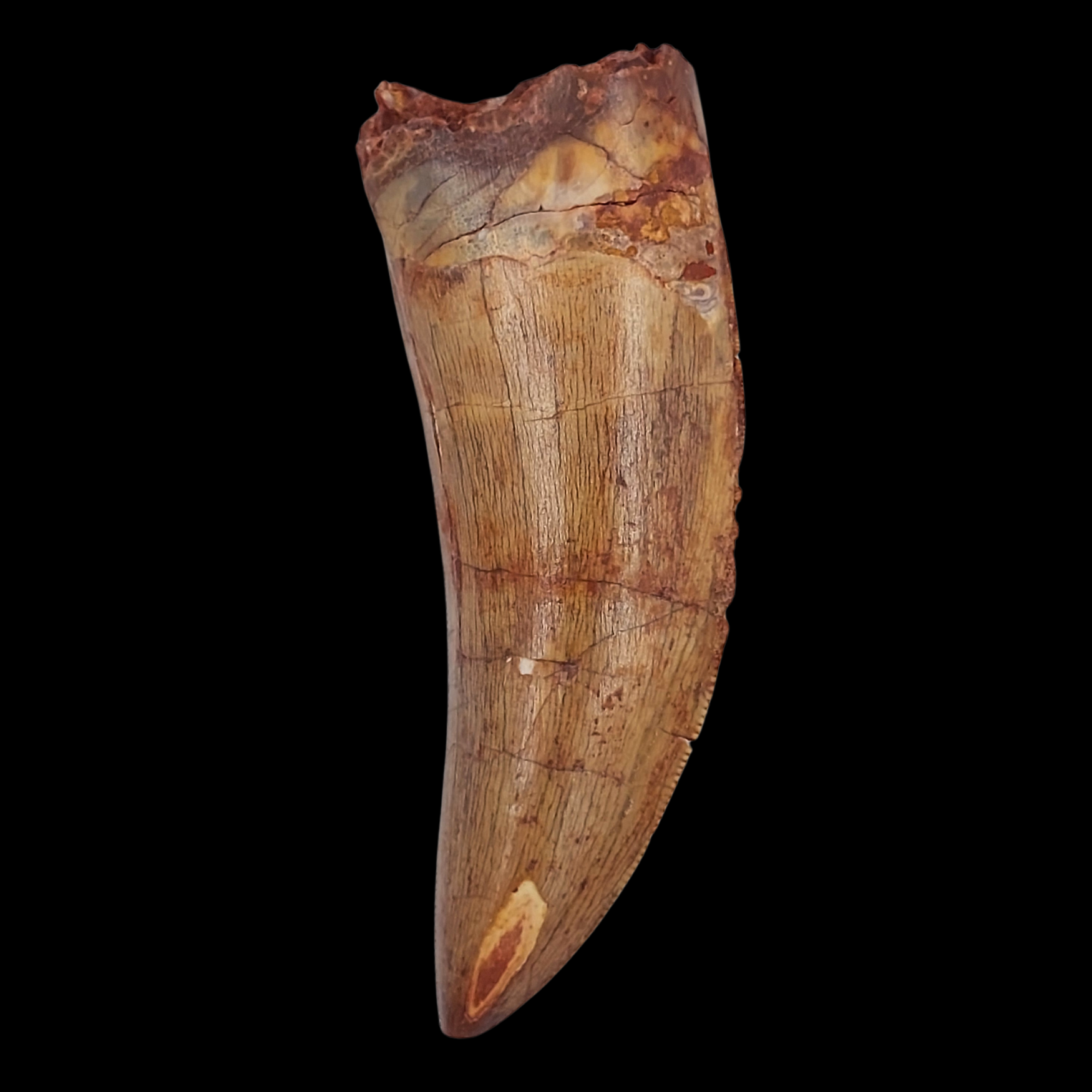 Fossilized Spinosaurus Tooth - preview photo 2123