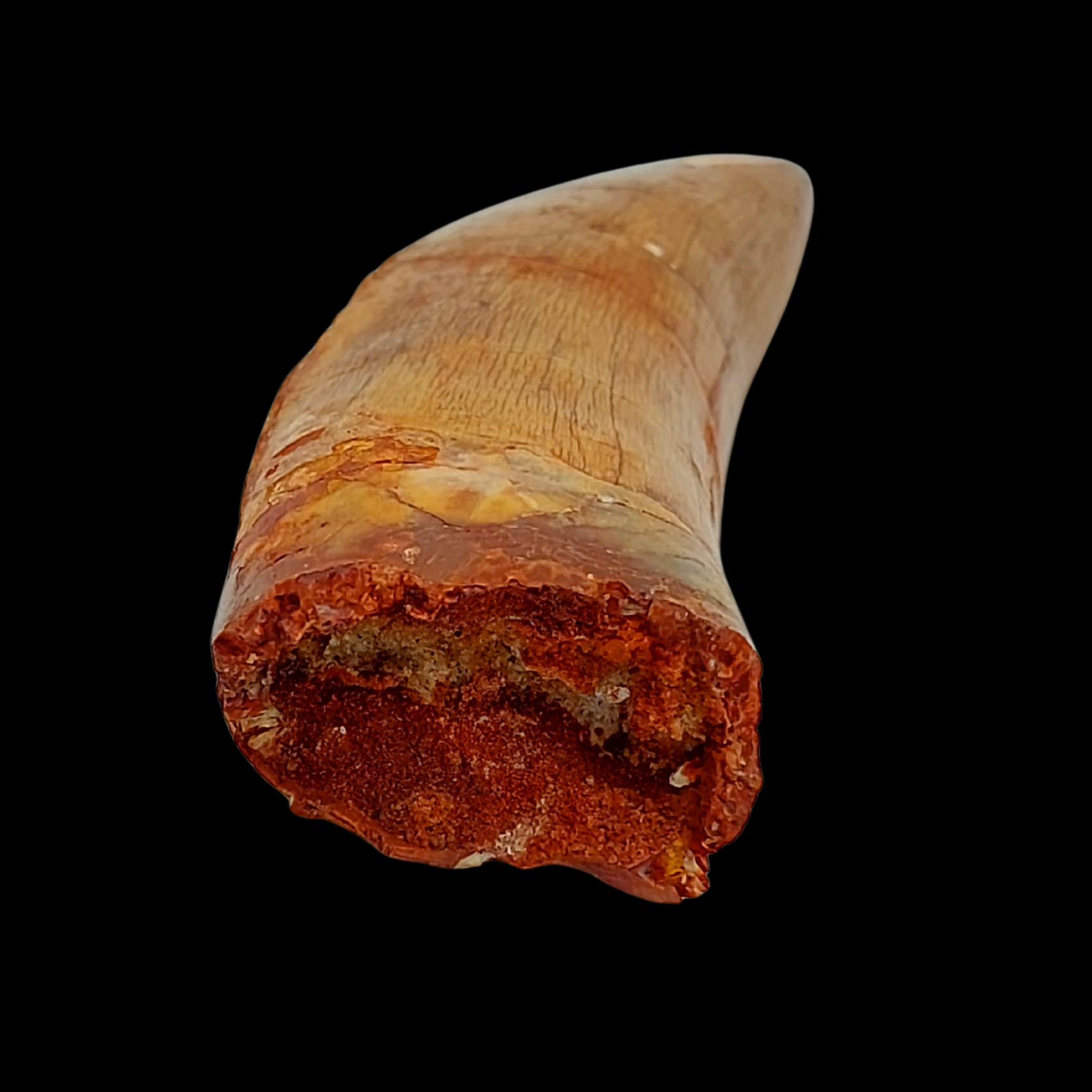 Fossilized Spinosaurus Tooth - preview photo 3123