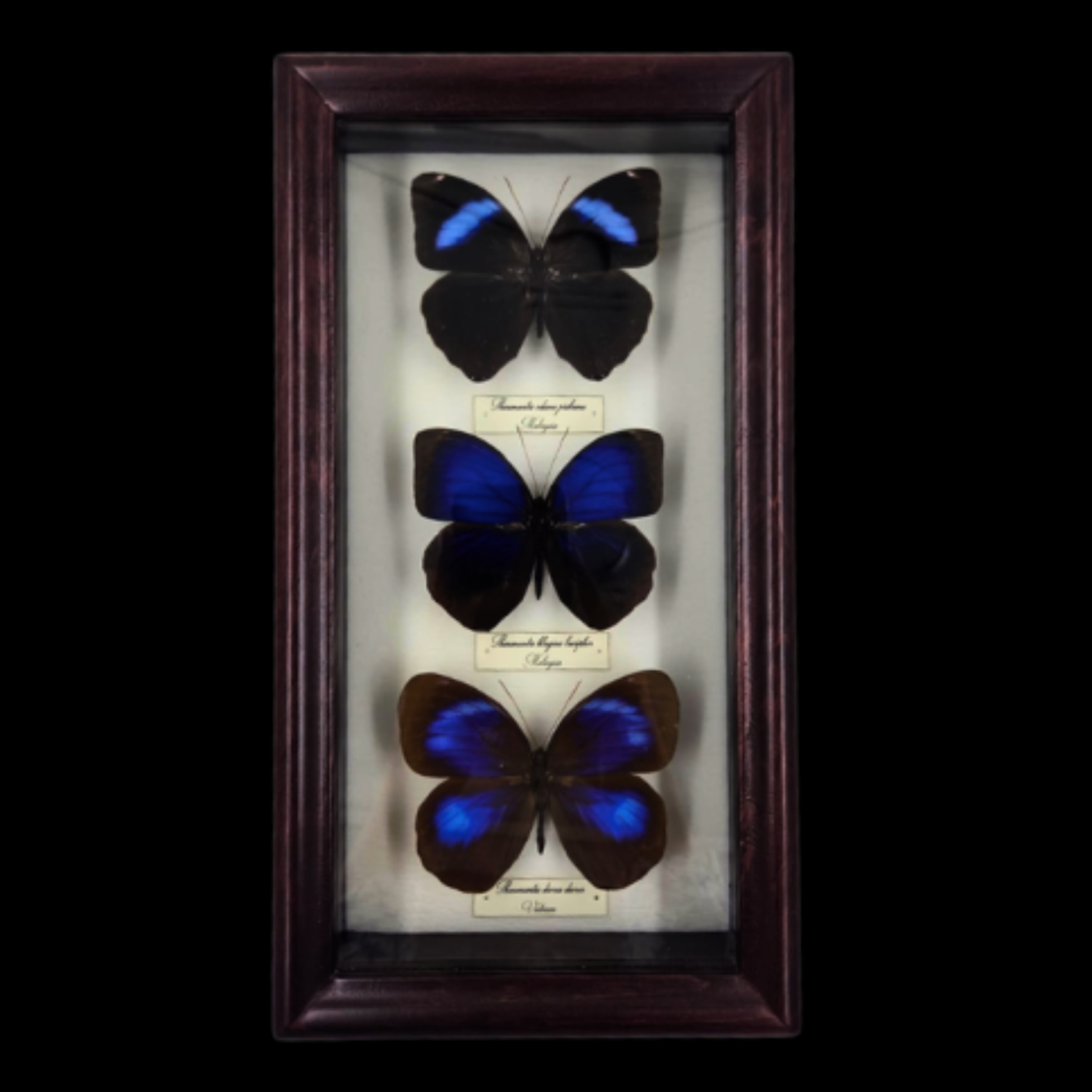 Collection of Thaumantis butterflies in Frame, Southeast Asia - preview photo 1123