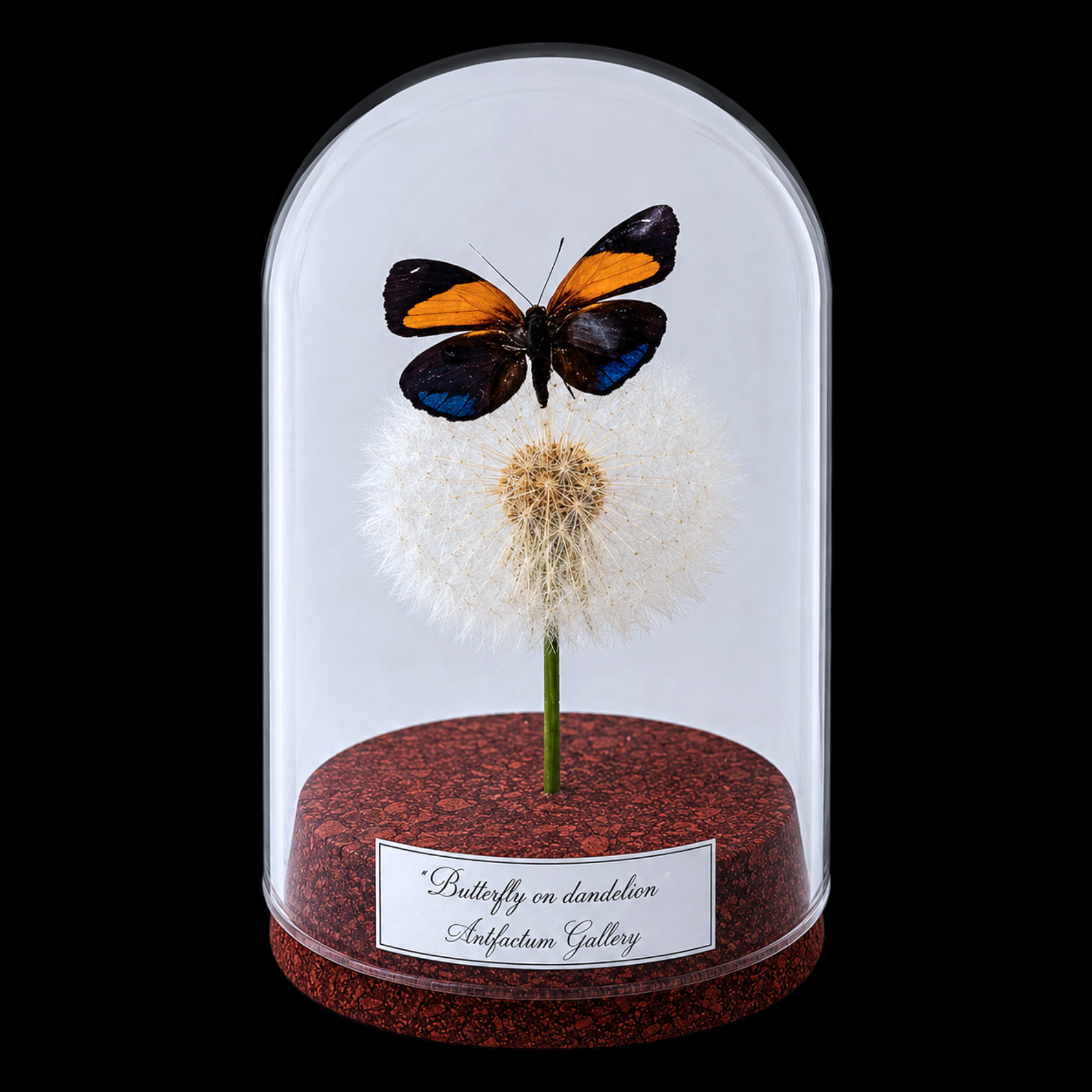 Callicore eunomia on dendlion in Glass cloche 12 cm, Peru - preview photo 1123