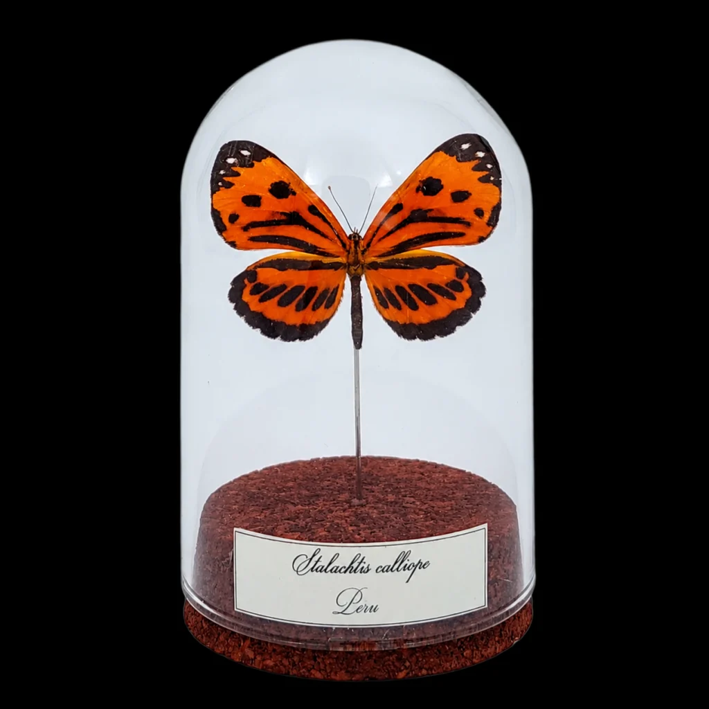 Stalachtis calliope in Glass Cloche 10 cm, Peru