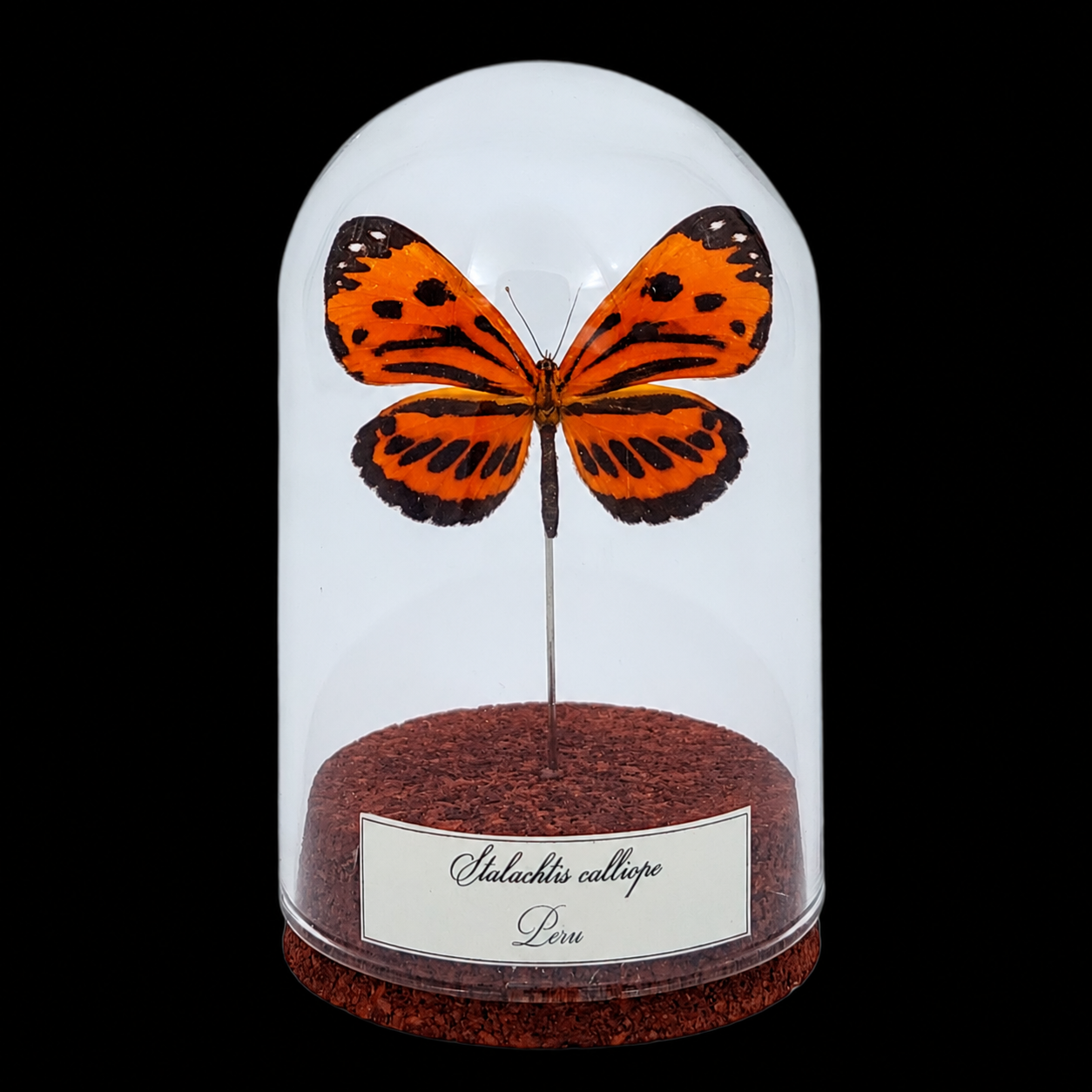 Stalachtis calliope in Glass Cloche 10 cm, Peru - preview photo 1123