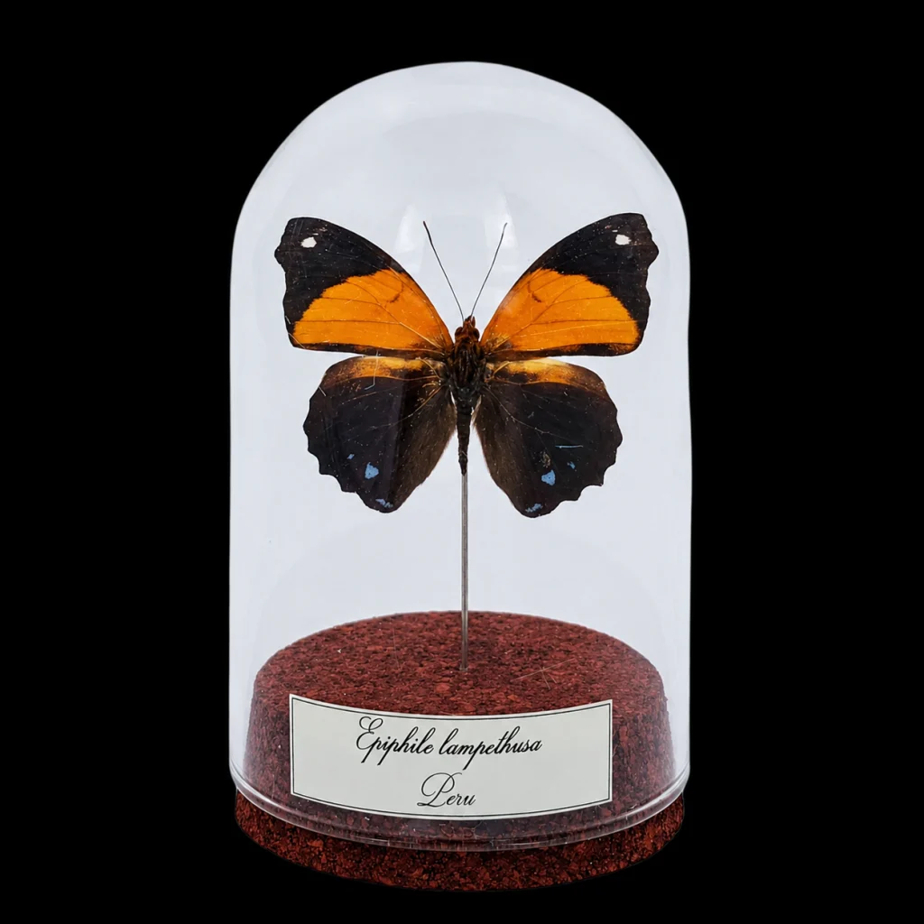 Epiphile lampethusa in Glass Cloche 10 cm, Peru