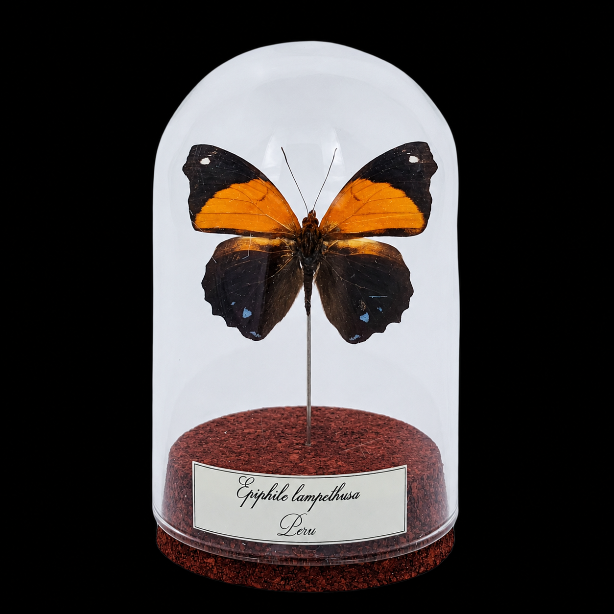 Epiphile lampethusa in Glass Cloche 10 cm, Peru - preview photo 1123