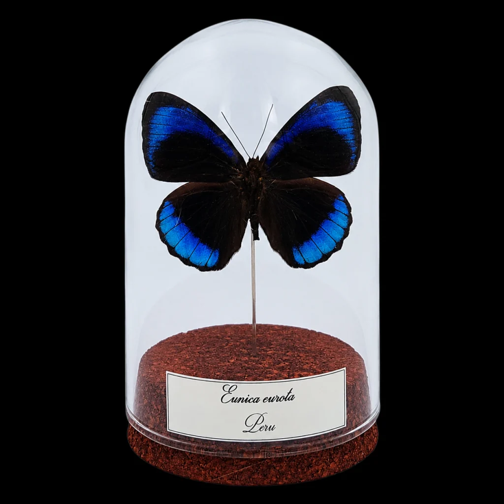 Eunica eurota in Glass Cloche 10 cm, Peru