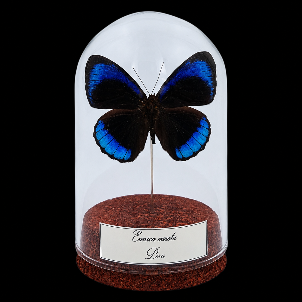 Eunica eurota in Glass Cloche 10 cm, Peru - preview photo 1123