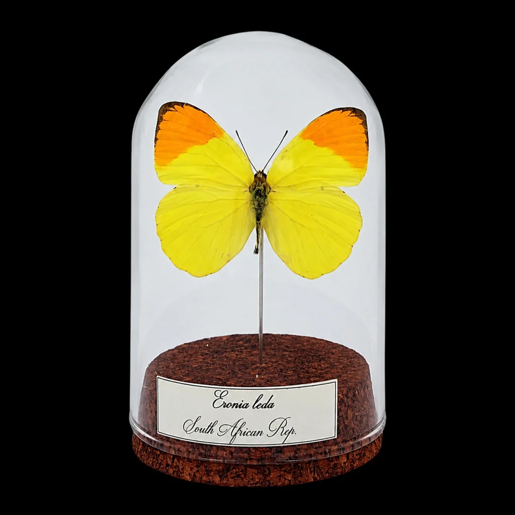 Eronia leda in Glass Cloche 10 cm, South Africa