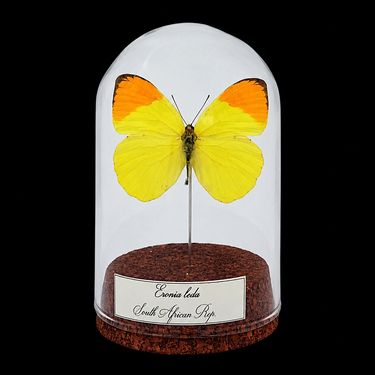 Eronia leda in Glass Cloche 10 cm, South Africa - preview photo 1123